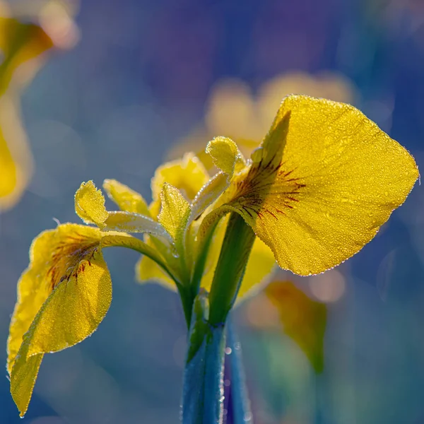 Fleur Iris Fleurs Sur Fond Flou Saison Printanière — Photo