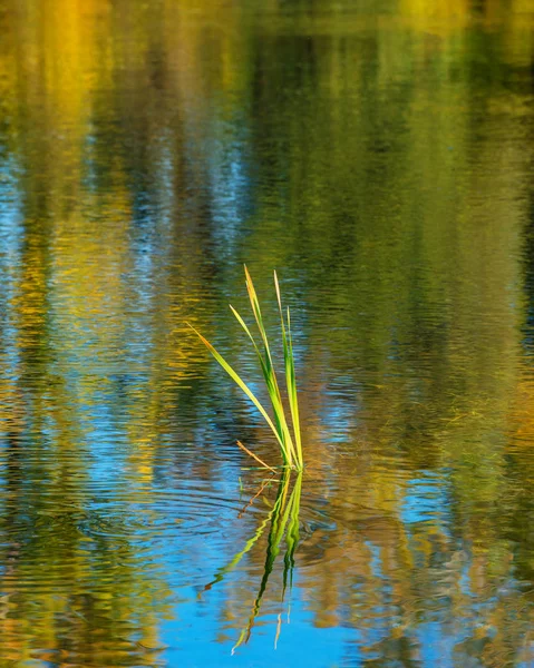 Herbst Laub Grünes Schilf Einem Fluss Einem Sonnigen Tag — Stockfoto