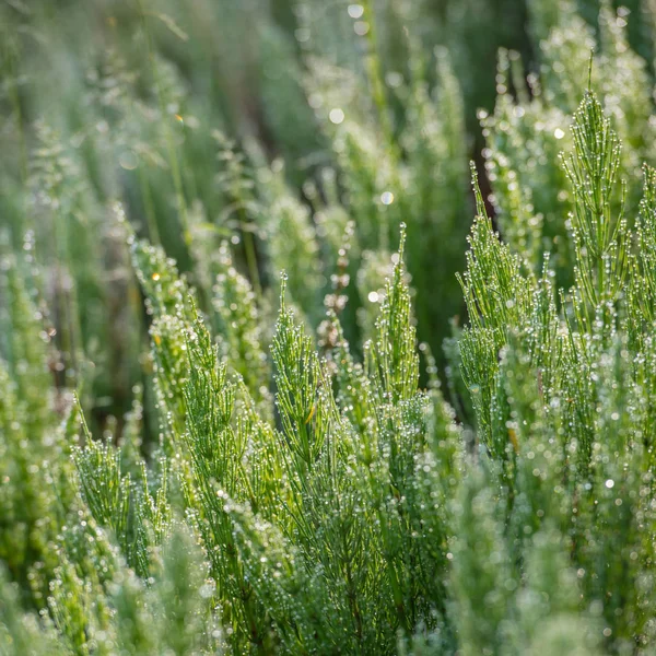 Horsetail Herb Covered Dew Meadow Spring Season — Stock Photo, Image