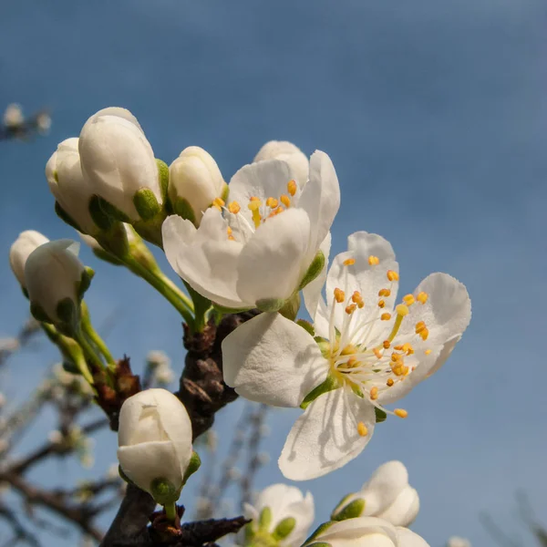 Květy Švestky Pozadí Modré Oblohy — Stock fotografie