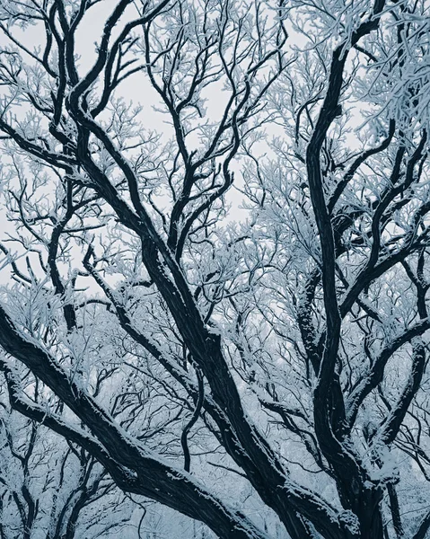 Gren Växter Snön Bakgrund Träd Vinterparken — Stockfoto