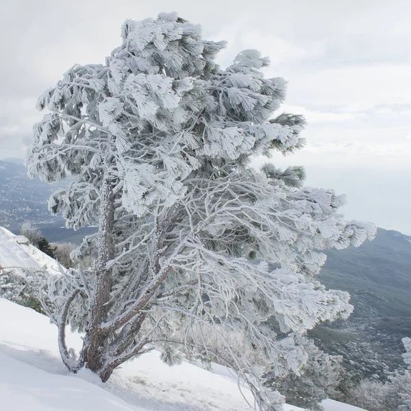 pine trees covered with snow on a mountain slope