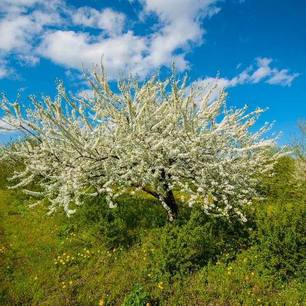 Kvetoucí Strom Zahradě Jarní Den — Stock fotografie