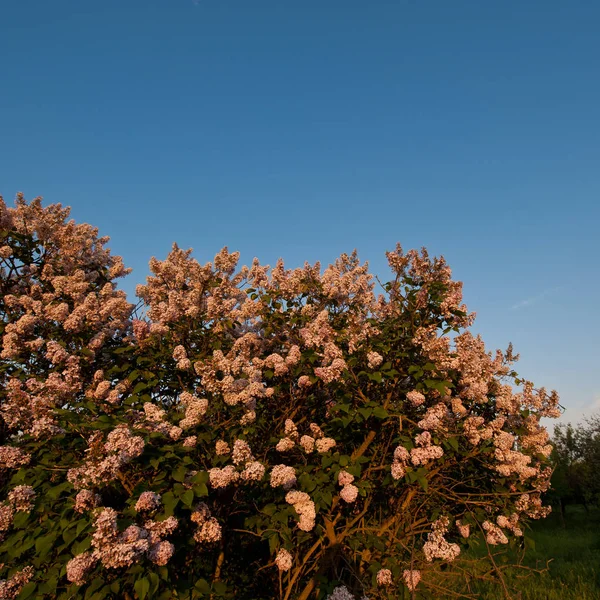 Kvetoucí Šeřík Keře Zahradě Při Západu Slunce — Stock fotografie