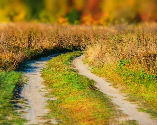 Dirt Road Background Autumn Forest — Stock Photo, Image