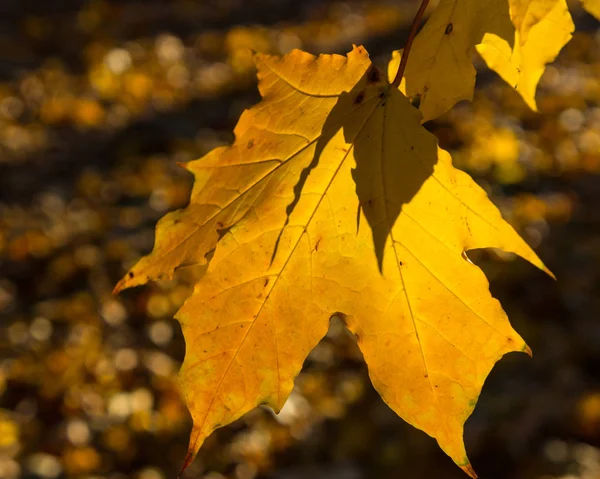 Autumn Leaves Park Background — Stock Photo, Image