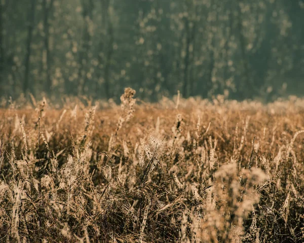 Indian Summer Het Oude Forest — Stockfoto