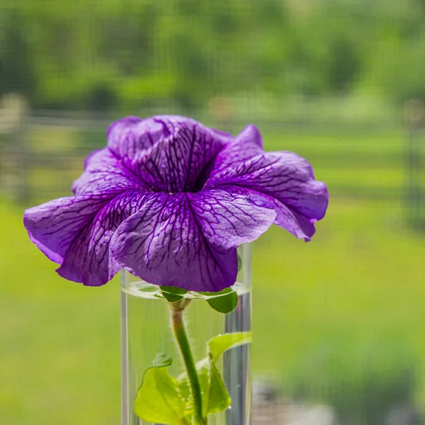 Lila Bloemen Een Vaas Tegen Een Raam — Stockfoto