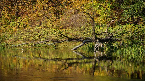 Herbstwald Und Umgestürzter Baum Einem Trockenen Fluss — Stockfoto