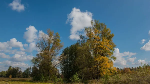 Φθινοπωρινό Τοπίο Δέντρα Λιβάδι Και Σύννεφα Ηλιόλουστη Μέρα — Φωτογραφία Αρχείου