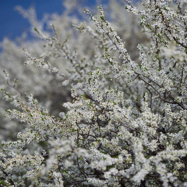 Les Branches Fleuries Des Plantes Printemps — Photo