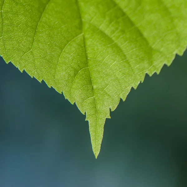 Bulanık Arka Plan Üzerinde Yeşil Yaprak — Stok fotoğraf