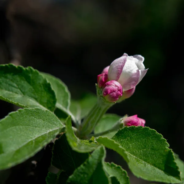 Apple Flowers Spring Day — Stock Photo, Image