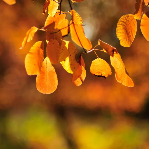 Branch Plants Orange Autumn Leaves Blurred Backgroun — Stock Photo, Image