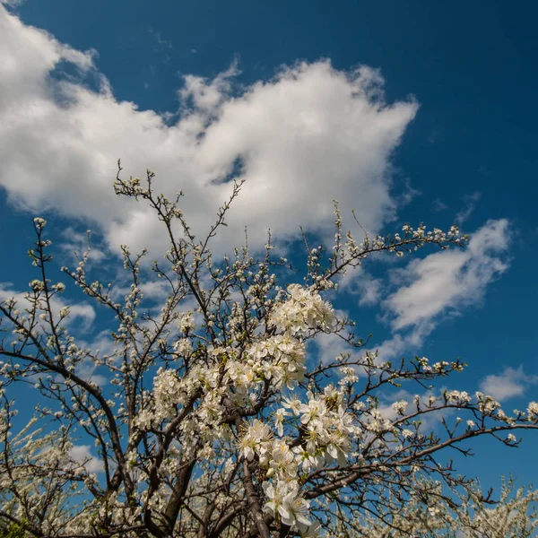 Květy Ovocných Stromů Apple — Stock fotografie