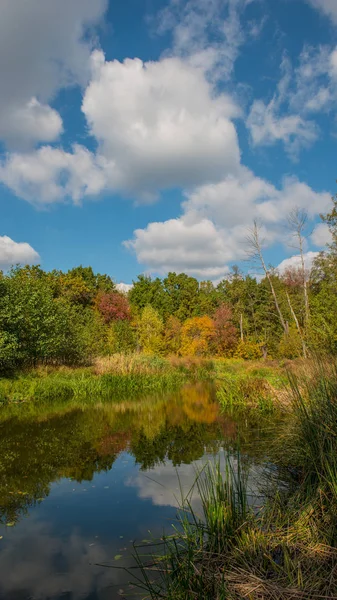 Vertikal Panorama Foto Höstträd Floden — Stockfoto