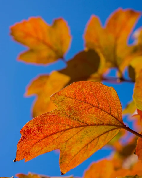 Autumn Leaves Blue Background — Stock Photo, Image