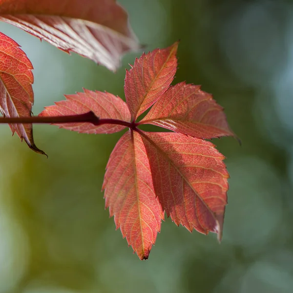 Folhas Outono Parque Dia Ensolarado — Fotografia de Stock