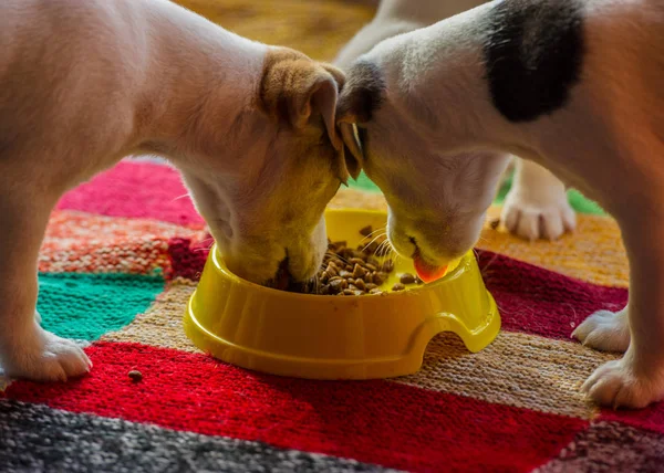 Terrier yavruları evde oynuyor