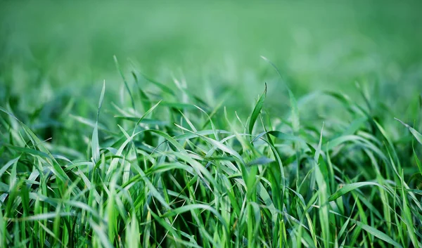 Молодая Зеленая Пшеница Поле — стоковое фото