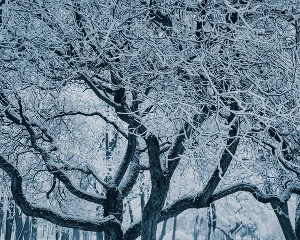 Branches Dans Neige Sur Fond Arbres Dans Parc Hiver — Photo