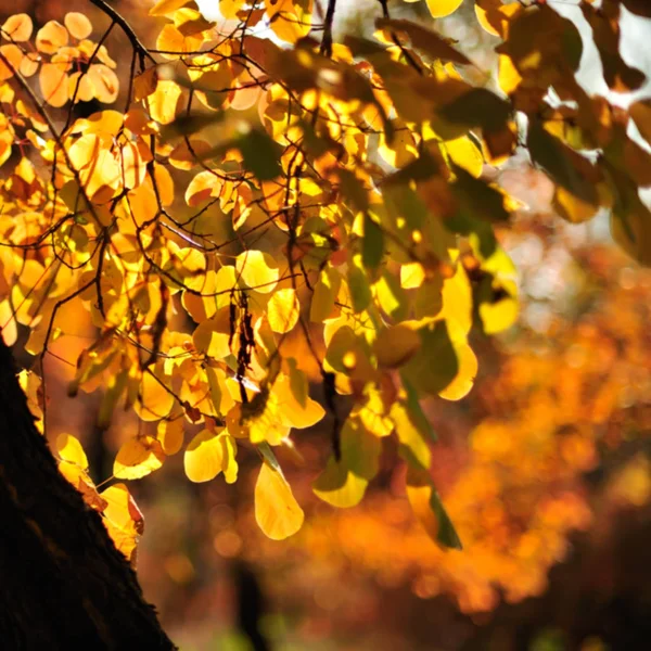 Blurred Background Autumn Leaves Sunlight — Stock Photo, Image