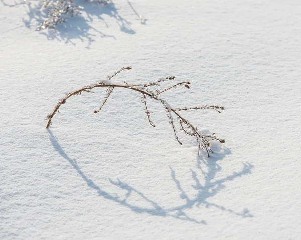 在阳光明媚的日子里 被冰覆盖的干植物 — 图库照片