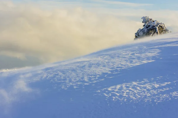 Paesaggio Invernale Pino Coperto Neve Durante Una Bufera Neve Montagna — Foto Stock