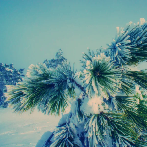 Fondo Borroso Pinos Cubiertos Nieve Las Montañas — Foto de Stock