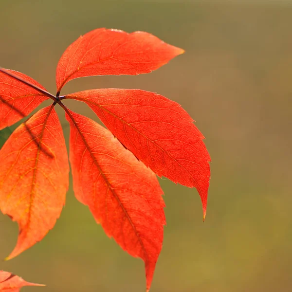 Äste Mit Herbstblättern Auf Verschwommenem Hintergrund Park — Stockfoto