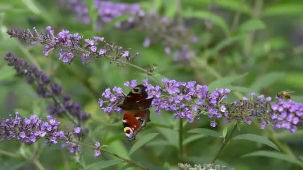 Nahaufnahmen Von Schmetterlingen Die Auf Schönen Blühenden Blumen Sitzen — Stockvideo