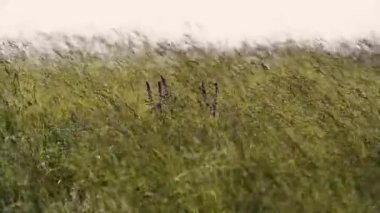 Sakin doğal manzara manzara görüntüleri
