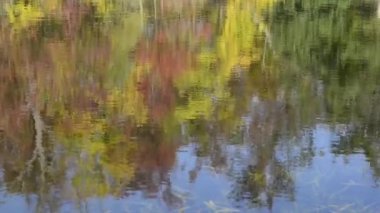 ormanda sakin göl manzara görüntüleri