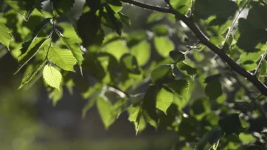 bulanık arka plan üzerinde yeşil ağaç dalları doğal görüntüleri