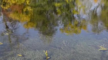 ormanda sakin göl manzara görüntüleri