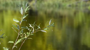 ormanda sakin göl manzara görüntüleri