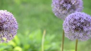 çiçekli çayır pitoresk yakın çekim görüntüleri