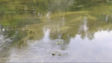 nehrin dalgalı su yüzeyinin sakin görüntüleri