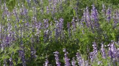 çiçekli çayır pitoresk yakın çekim görüntüleri