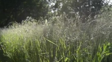 çiçekli çayır pitoresk yakın çekim görüntüleri