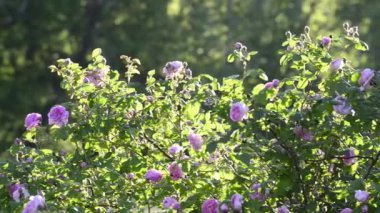 çiçekli çayır pitoresk yakın çekim görüntüleri