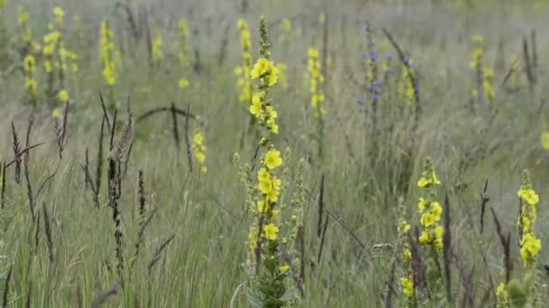 Schilderachtige Close Beelden Van Bloemrijke Weide — Stockvideo