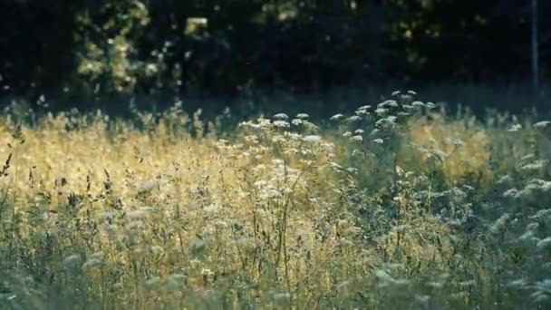 花の草原の風光明媚なクローズアップ映像 — ストック動画