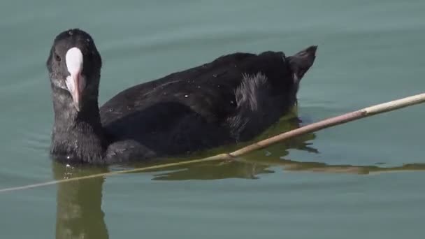 Imagens Cênicas Pássaros Nadando Água — Vídeo de Stock