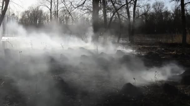在野火中燃烧的草和树木的镜头 — 图库视频影像