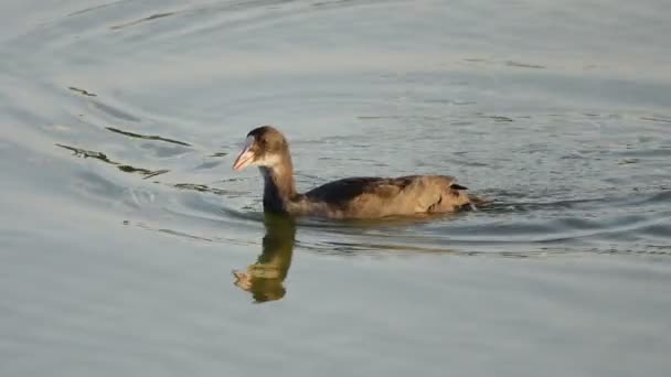 鸭子独自在池塘里游泳的风景画面 — 图库视频影像