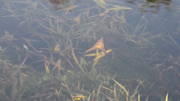 Rekaman Tenang Permukaan Air Bergelombang Sungai — Stok Video