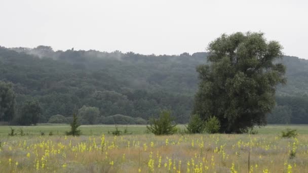 Mooie Beelden Van Rustige Natuurlijke Landschap — Stockvideo