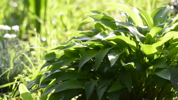 Imagens Cênicas Arbusto Decorativo Verde — Vídeo de Stock