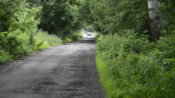 Γραφικές Σκηνές Από Καταπράσινα Δέντρα Κατά Μήκος Του Αγροτικού Δρόμου — Αρχείο Βίντεο